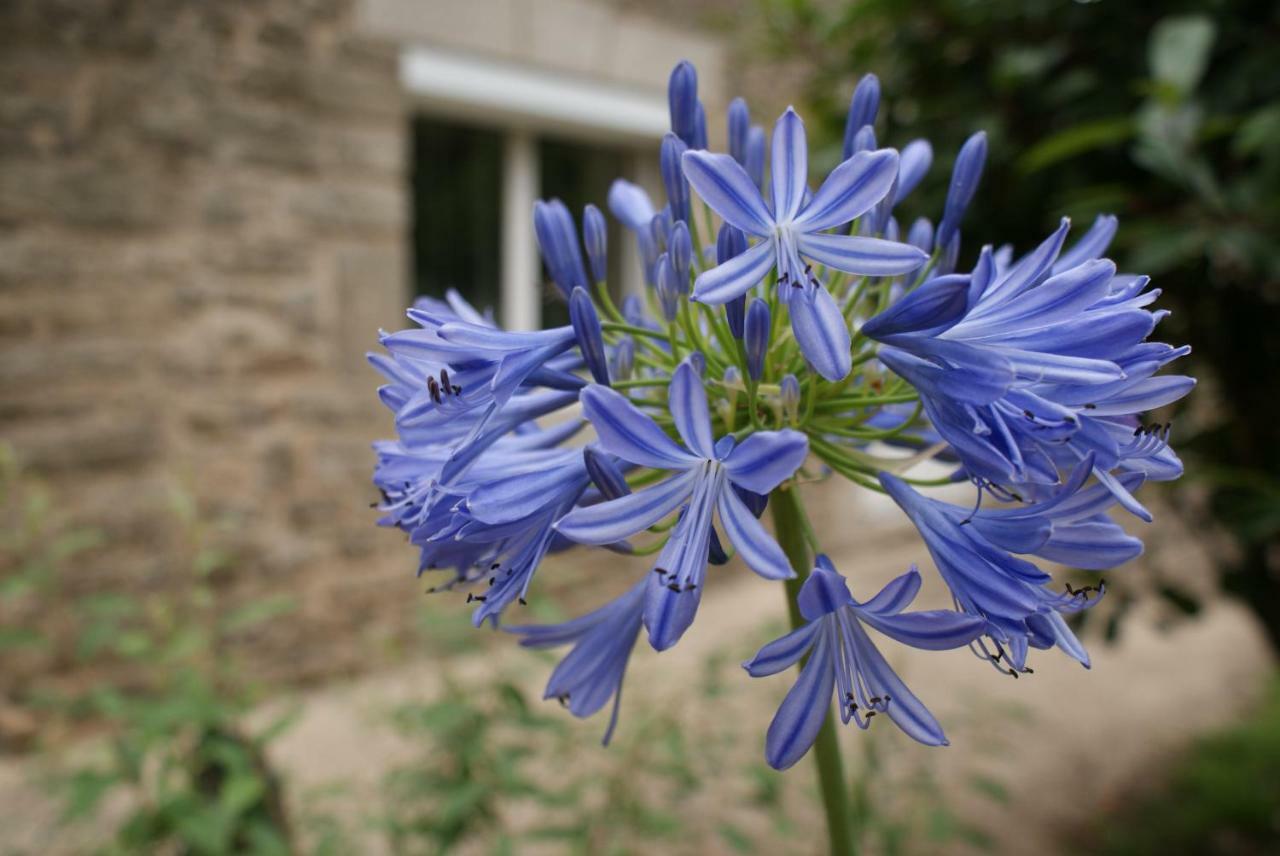 Bed and Breakfast Aux Agapanthes Pluherlin Exterior foto